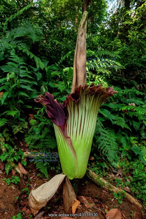 : Titan arum (Amorphophallus titanum), Bogor botan : Titan arum (Amorphophallus titanum), Bogor botan