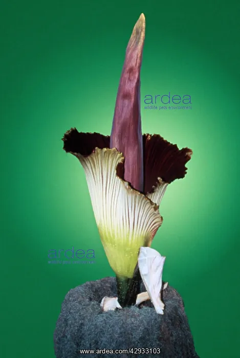 : Titan Arum / Giant Flower / Corpse Flower - Six : Titan Arum / Giant Flower / Corpse Flower - Six