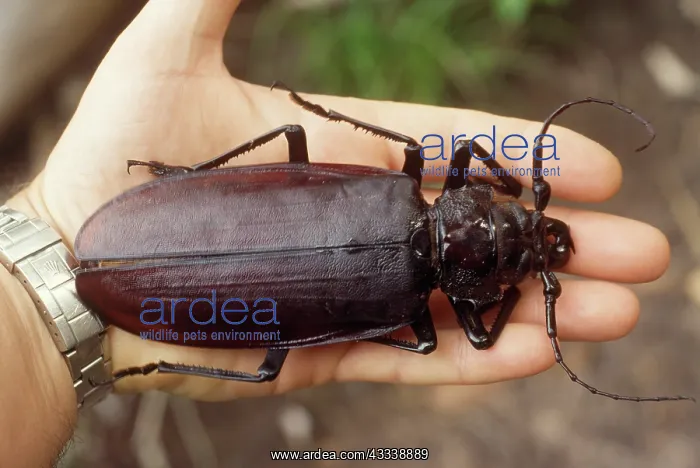 : Titan Beetle - on human hand to show scale. The : Titan Beetle - on human hand to show scale. The