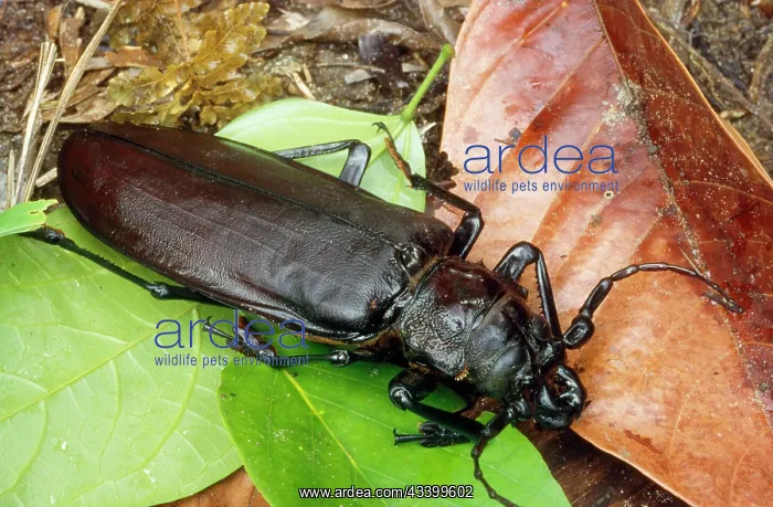 : Titan Beetle - largest beetle in the world : Titan Beetle - largest beetle in the world
