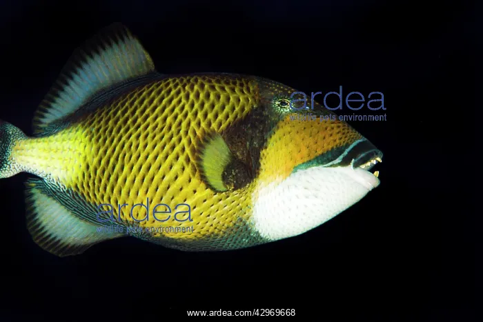 : Titan Triggerfish : Titan Triggerfish
