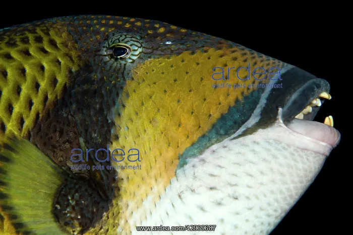 : Titan Triggerfish : Titan Triggerfish