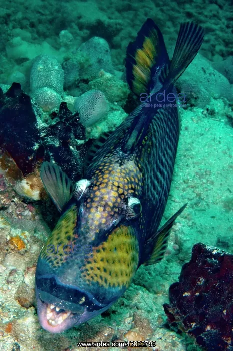 : Titan Triggerfish : Titan Triggerfish