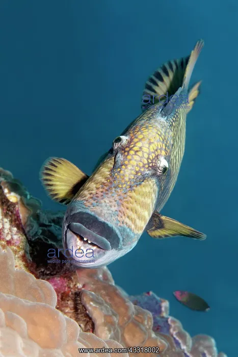 : Titan triggerfish (Balistoides viridescens) from : Titan triggerfish (Balistoides viridescens) from