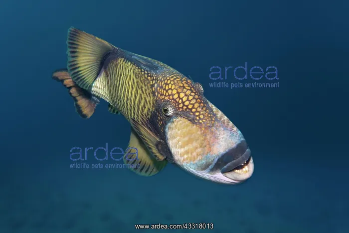 : Titan triggerfish (Balistoides viridescens), Indian : Titan triggerfish (Balistoides viridescens), Indian