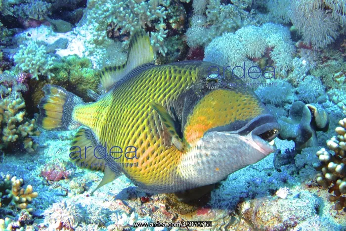 : Titan triggerfish (Balistoides Viridescens), Elphinstone : Titan triggerfish (Balistoides Viridescens), Elphinstone