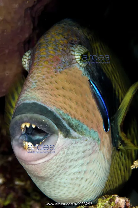 : Titan Triggerfish - with Cleaner Wrasse (Labridae sp.) : Titan Triggerfish - with Cleaner Wrasse (Labridae sp.)