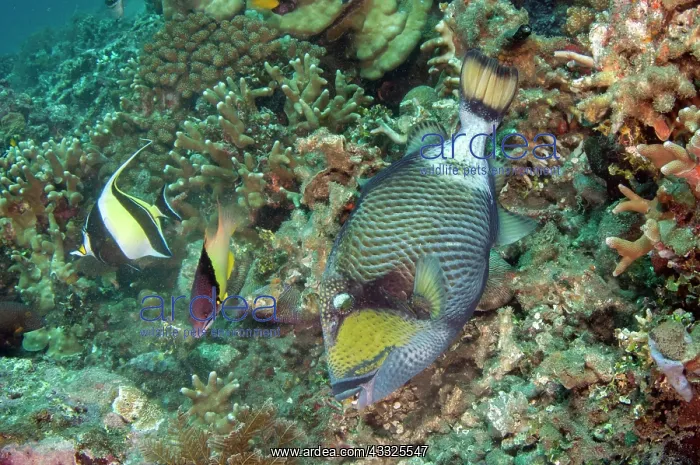 : Titan Triggerfish - Moorish Idol, Zanclus cornutus : Titan Triggerfish - Moorish Idol, Zanclus cornutus
