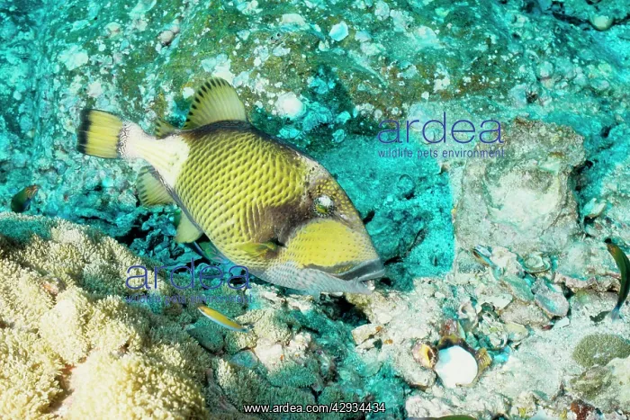  : Titan triggerfish, predator with strong teeth and