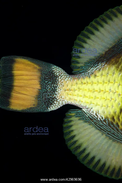 : Titan Triggerfish's Tail : Titan Triggerfish's Tail
