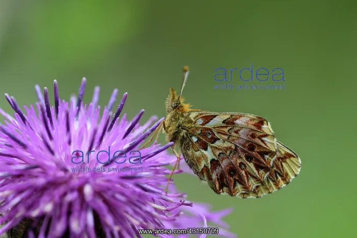 : Titania's Fritillary (Boloria titania) resting on a purple f : Titania's Fritillary (Boloria titania) resting on a purple f