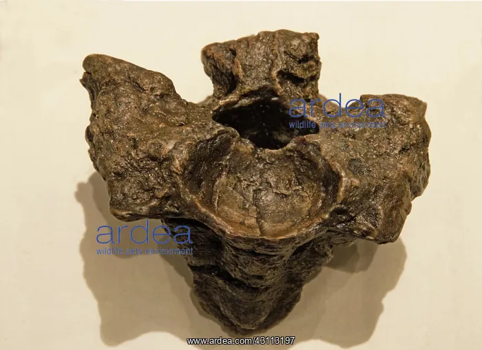 : Titanoboa Vertebrae Fossilized : Titanoboa Vertebrae Fossilized