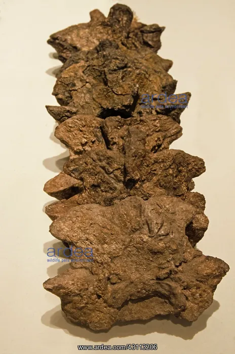 : Titanoboa Vertebrae Fossilized : Titanoboa Vertebrae Fossilized