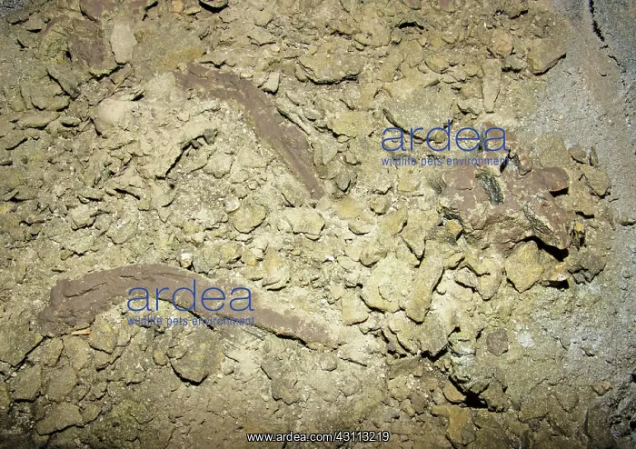 : Titanoboa Vertebrae and Rib Fossils : Titanoboa Vertebrae and Rib Fossils