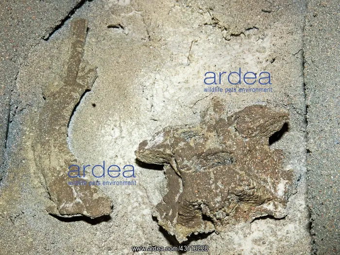 : Titanoboa Vertebrae and Rib Fossils : Titanoboa Vertebrae and Rib Fossils