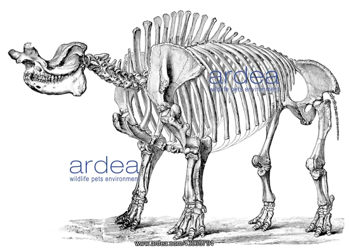 : Titanotherium, Cenozoic Mammal : Titanotherium, Cenozoic Mammal