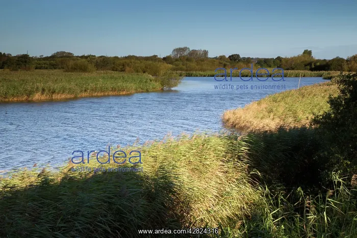 : Titchfield Haven - National Nature Reserve : Titchfield Haven - National Nature Reserve
