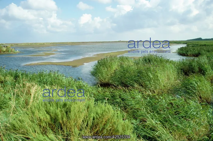 : Titchwell Nature Reserve (RSPB) : Titchwell Nature Reserve (RSPB)