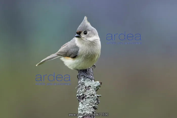 : Titmouse, Paridae, Kentucky : Titmouse, Paridae, Kentucky