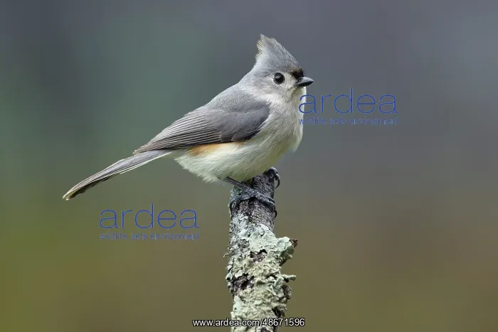  : Titmouse, Paridae, Kentucky