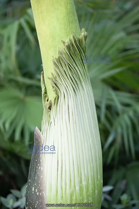 : Titum arum, Amorphophallus titanum, Bud of the foul : Titum arum, Amorphophallus titanum, Bud of the foul