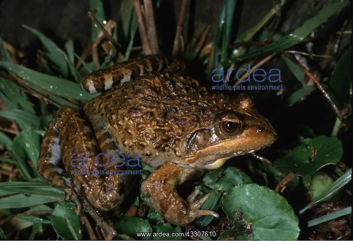 : TOAD : TOAD