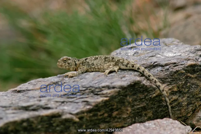 : Toad-agama Tso Kar basin (4500m) : Toad-agama Tso Kar basin (4500m)