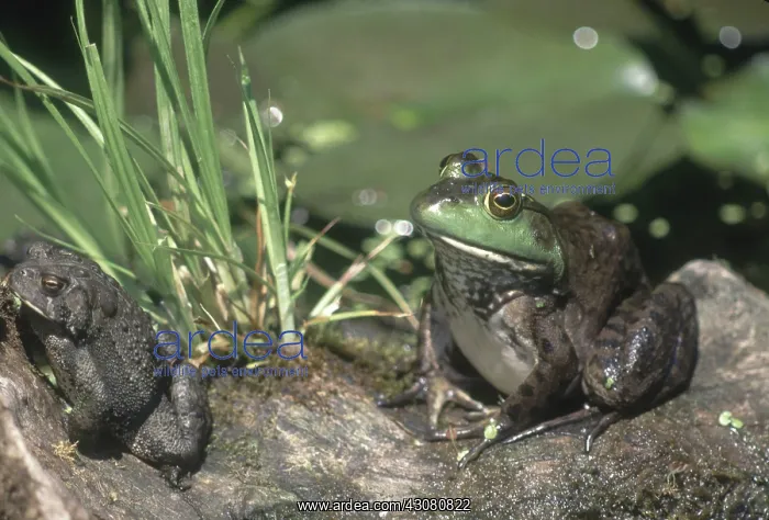  : Toad and Bullfrog