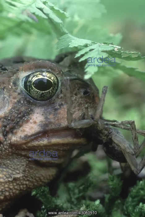 : Toad Eating Spider : Toad Eating Spider