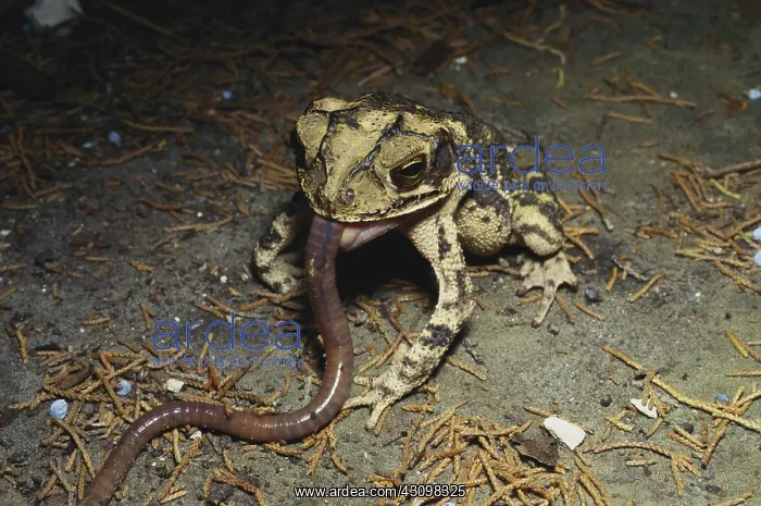 : Toad Eating Worm : Toad Eating Worm