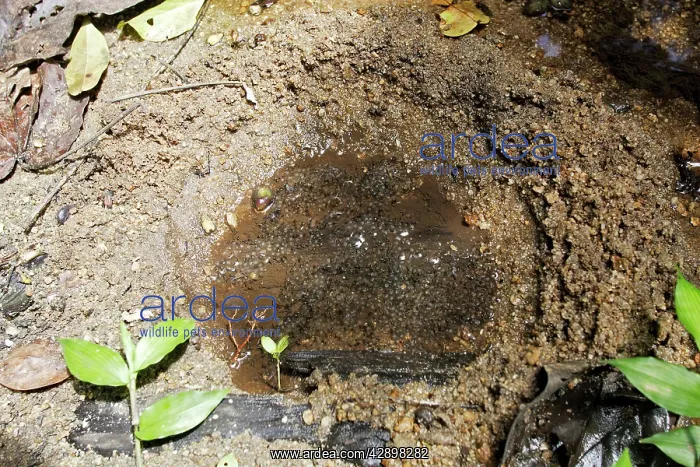: Toad Eggs - in nest hollowed by female next to : Toad Eggs - in nest hollowed by female next to