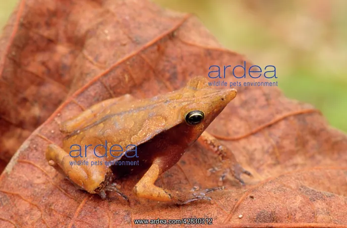 : TOAD - on leaf : TOAD - on leaf