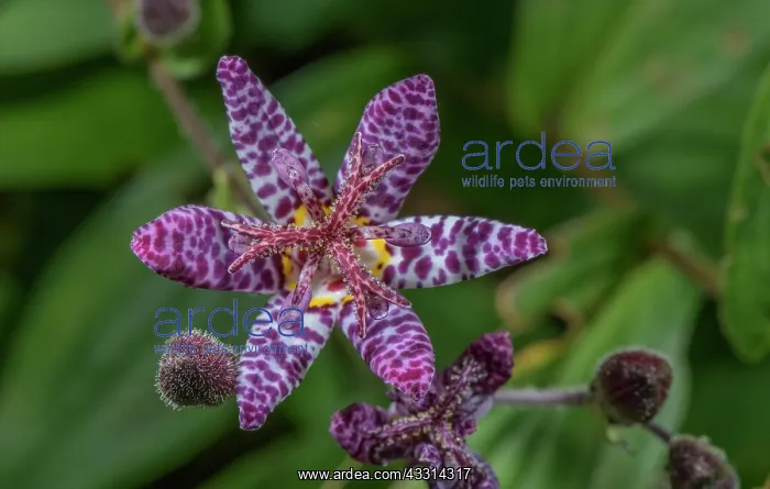 : Toad lily, Tricyrtis formosana in flower in gard : Toad lily, Tricyrtis formosana in flower in gard