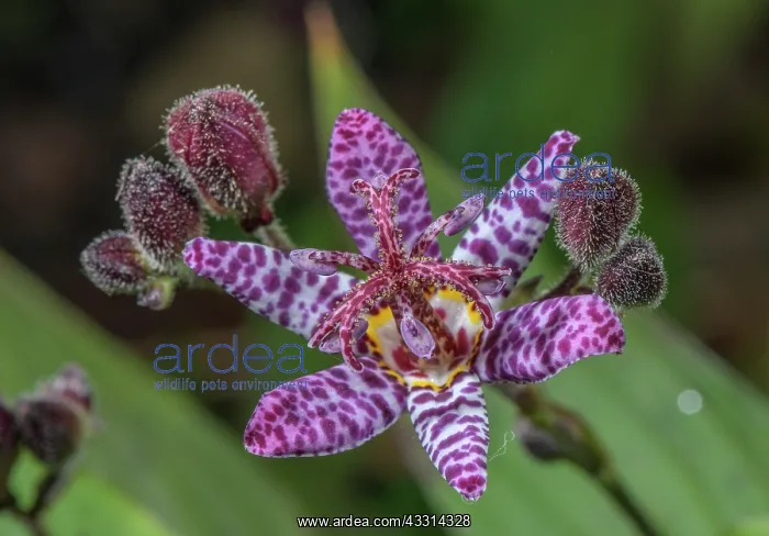 : Toad lily, Tricyrtis formosana in flower in gard : Toad lily, Tricyrtis formosana in flower in gard
