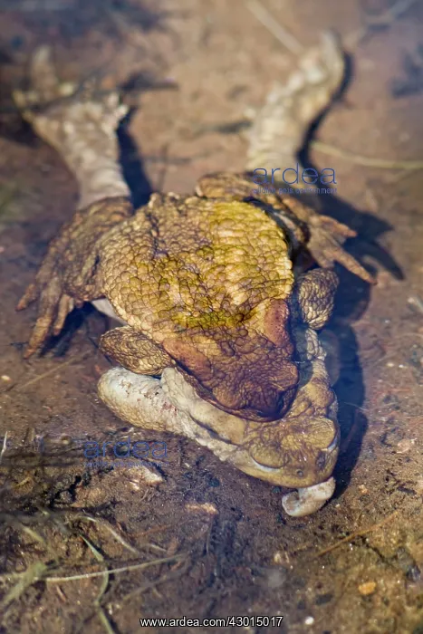 : Toad - male attempting to mate with a dead female : Toad - male attempting to mate with a dead female