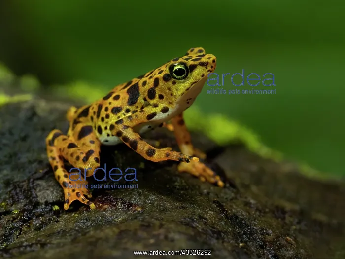 : Toad Mountain Harlequin Toad (Atelopus certus) : Toad Mountain Harlequin Toad (Atelopus certus)