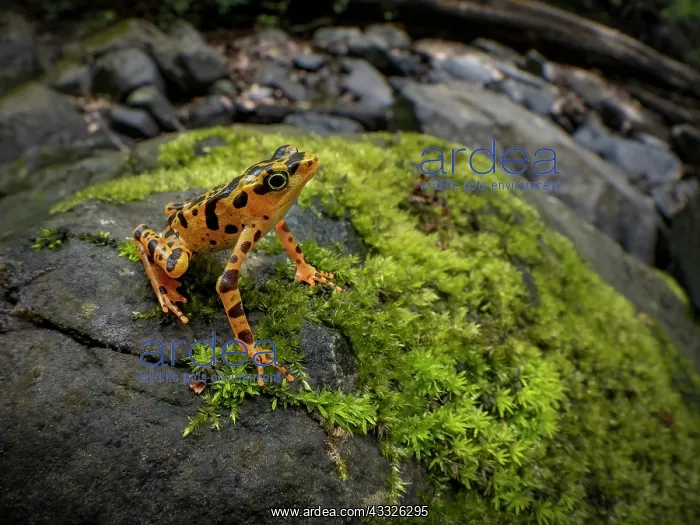 : Toad Mountain Harlequin Toad (Atelopus certus) : Toad Mountain Harlequin Toad (Atelopus certus)
