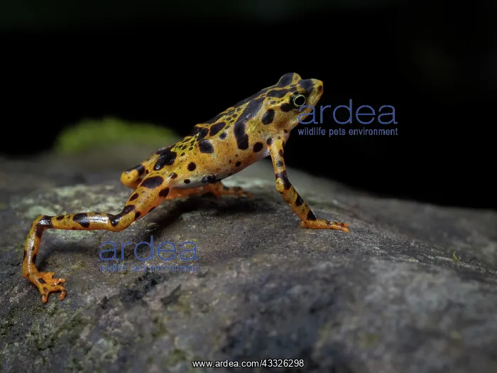 : Toad Mountain Harlequin Toad (Atelopus certus) : Toad Mountain Harlequin Toad (Atelopus certus)