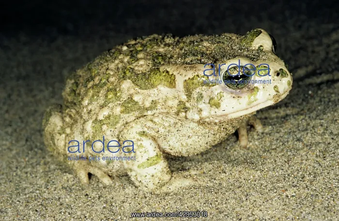 : Toad - at night - sand dunes of Central Karakum desert : Toad - at night - sand dunes of Central Karakum desert