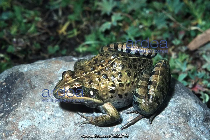 : TOAD - ON ROCK : TOAD - ON ROCK