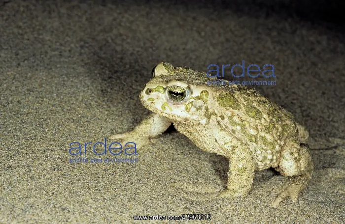: Toad - in sand dunes of Central Karakum desert at night : Toad - in sand dunes of Central Karakum desert at night