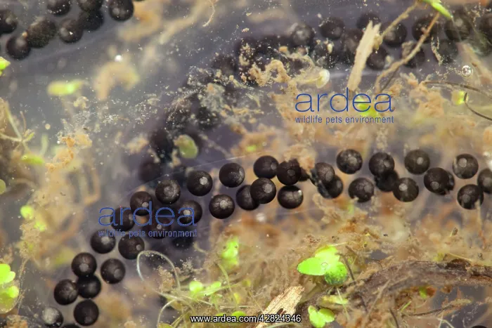  : Toad spawn