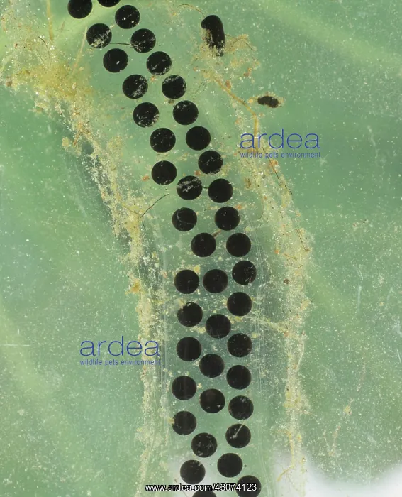 : Toad spawn : Toad spawn