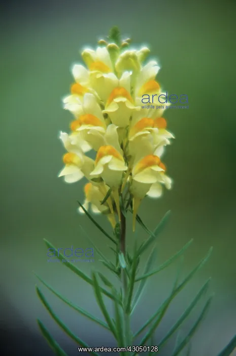 : Toadflax, Linaria vulgaris : Toadflax, Linaria vulgaris