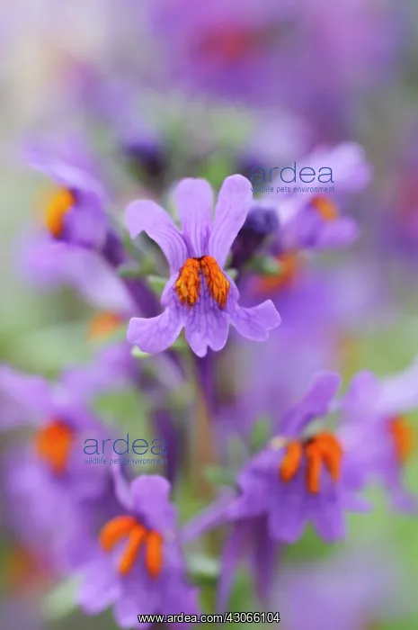 : Toadflax, Linaria alpina : Toadflax, Linaria alpina