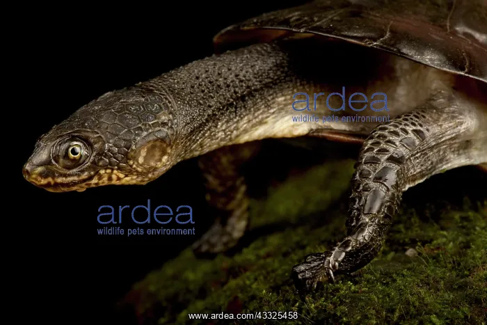 : Toadhead turtle (Mesoclemmys gibba), on black background : Toadhead turtle (Mesoclemmys gibba), on black background