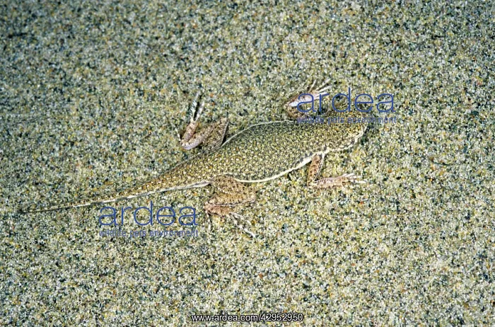 : Toadheaded Agamid Lizard - uses it's camouflage : Toadheaded Agamid Lizard - uses it's camouflage