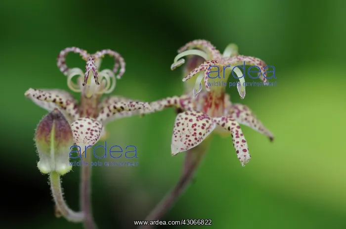 : Toadlily, Tricyrtis : Toadlily, Tricyrtis
