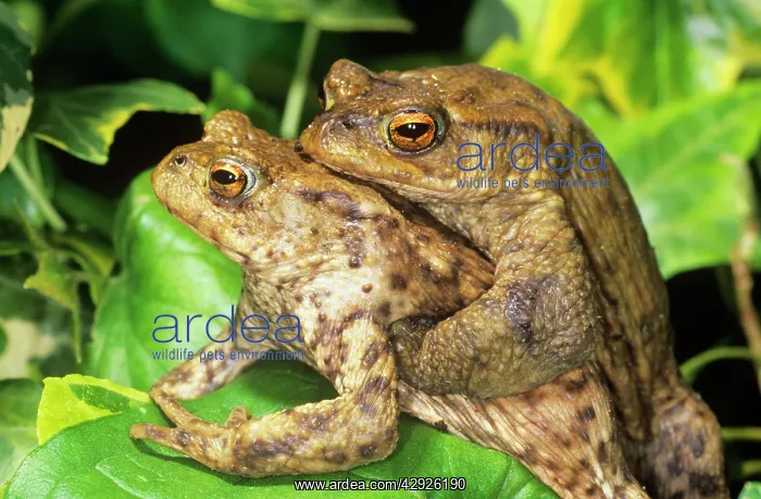  : Toads - mating