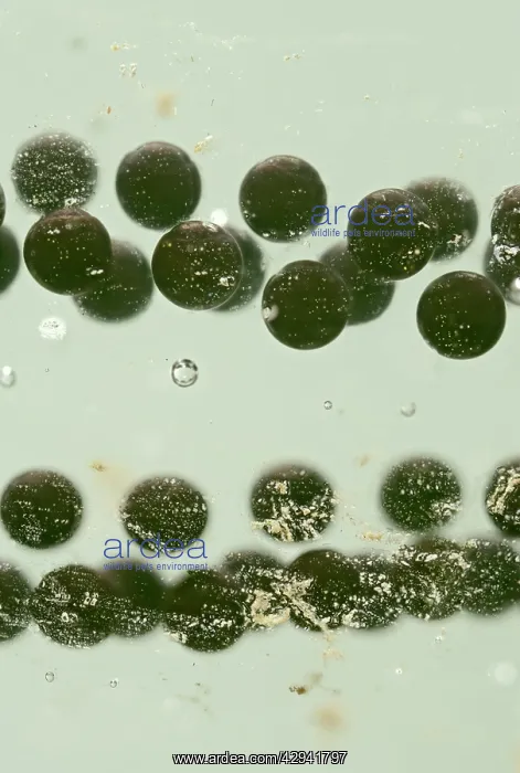: Toadspawn of common toad - 2 x at 35mm : Toadspawn of common toad - 2 x at 35mm